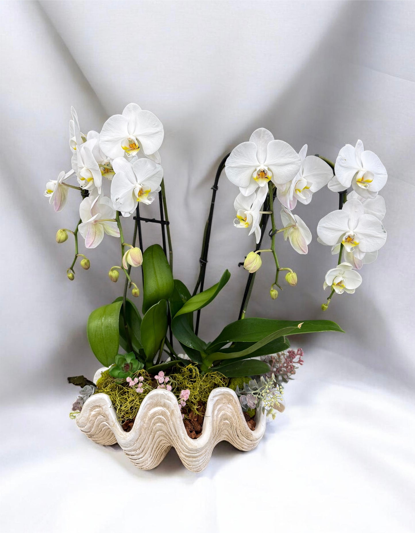 White orchid