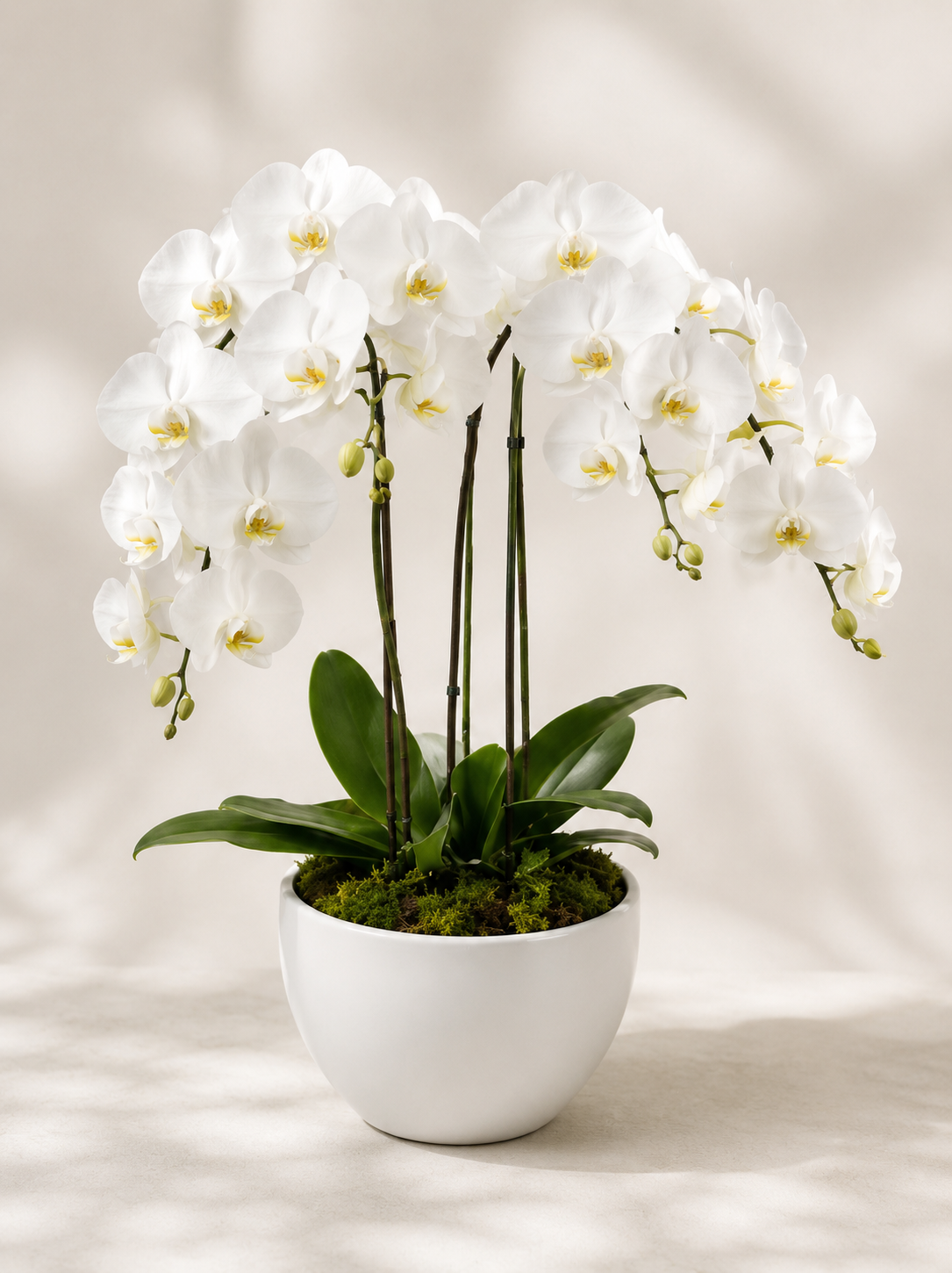 Orchids