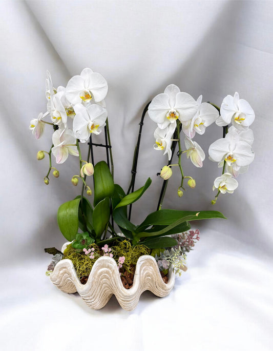 White orchid