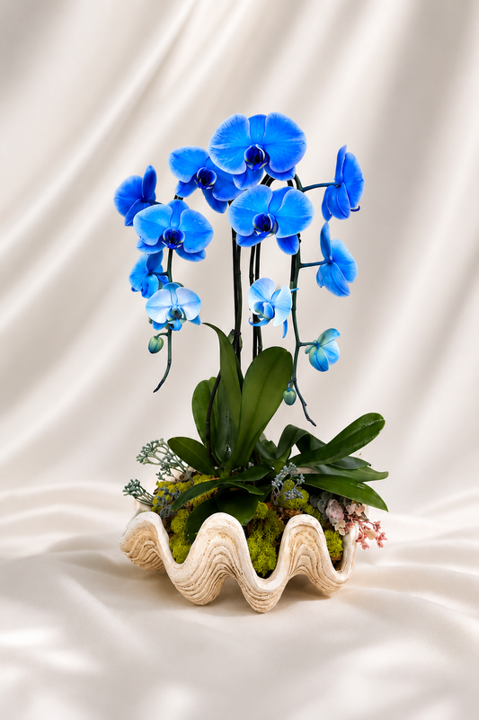 Blue orchid