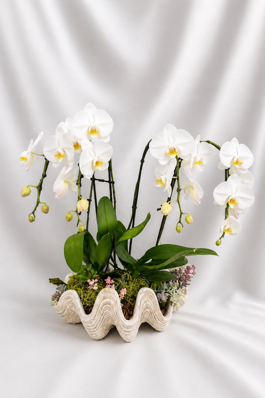 White orchid