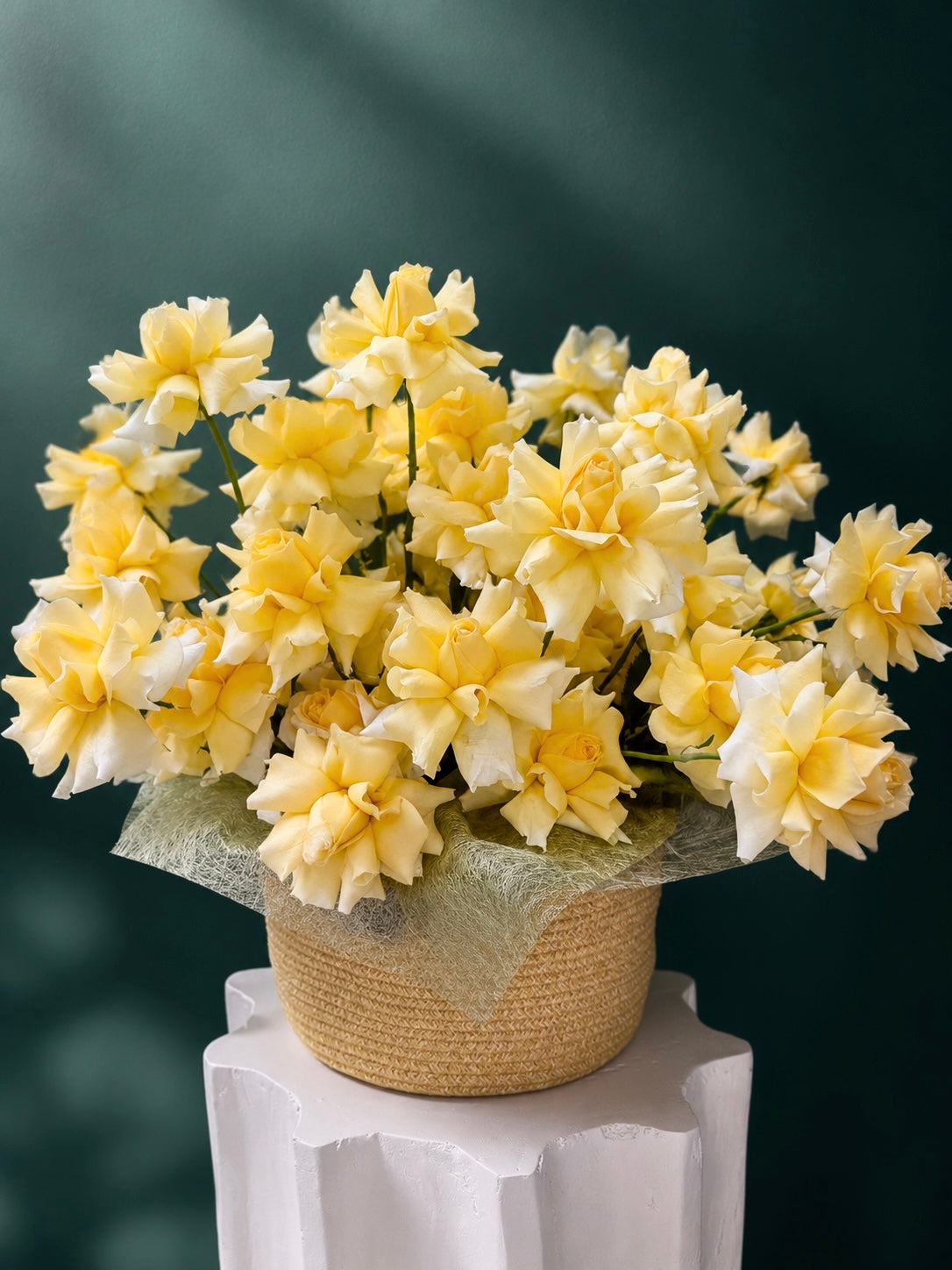 Sunny Yellow Roses